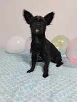 Scooter , a male Yorkshire Terrier for sale in Summertown, TN – 2 of 2