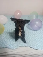 Black Yorkie Boy, a male Yorkshire Terrier for sale in Summertown, TN – 2 of 2