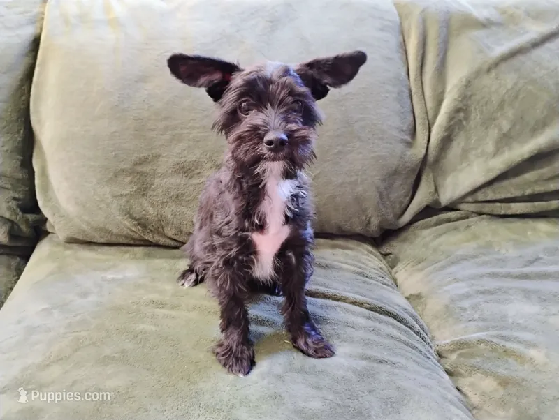 Black Yorkie Boy – Yorkshire Terrier puppy for sale in Summertown, TN