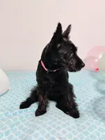 Black Yorkie Girl , a female Yorkshire Terrier for sale in Summertown, TN – 2 of 2