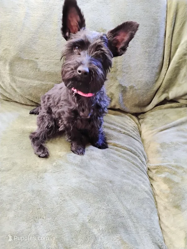 Black Yorkie Girl  – Yorkshire Terrier puppy for sale in Summertown, TN