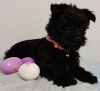 Black Yorkie Girl , a female Yorkshire Terrier for sale in Summertown, TN – Photo 2 of 2