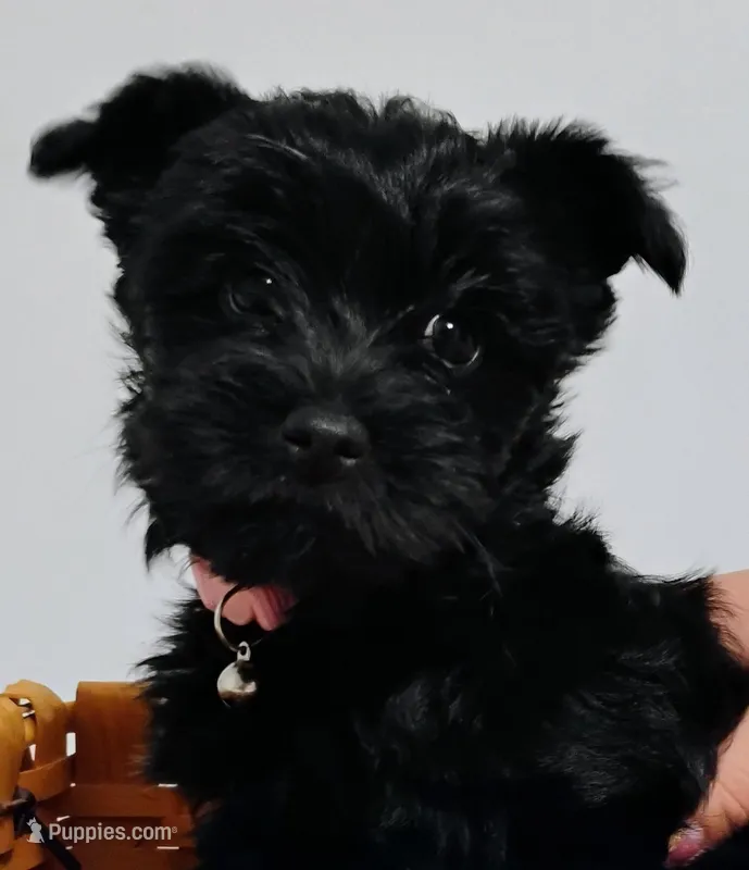 Black Yorkie Girl  – Yorkshire Terrier puppy for sale in Summertown, TN
