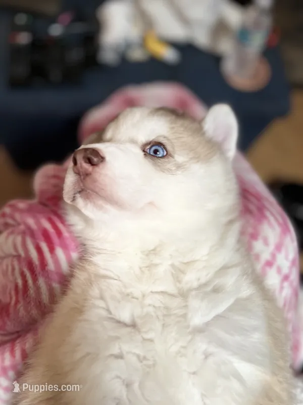 Little boy – Siberian Husky puppy for sale in Clermont, FL