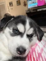 Little girl, a female Siberian Husky for sale in Clermont, FL – 3 of 9