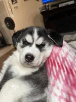 Little girl, a female Siberian Husky for sale in Clermont, FL – 2 of 9