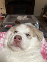 Little boy, a male Siberian Husky for sale in Clermont, FL – 3 of 3