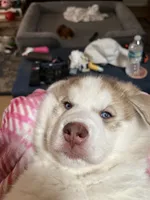Little boy, a male Siberian Husky for sale in Clermont, FL – 2 of 3
