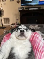 Little girl, a female Siberian Husky for sale in Clermont, FL – 7 of 9