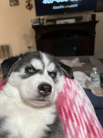 Little girl, a female Siberian Husky for sale in Clermont, FL – 4 of 9
