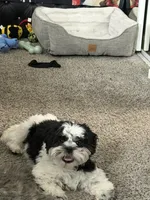 Tucker, a male Shih Tzu for sale in North Las Vegas, NV – 3 of 8