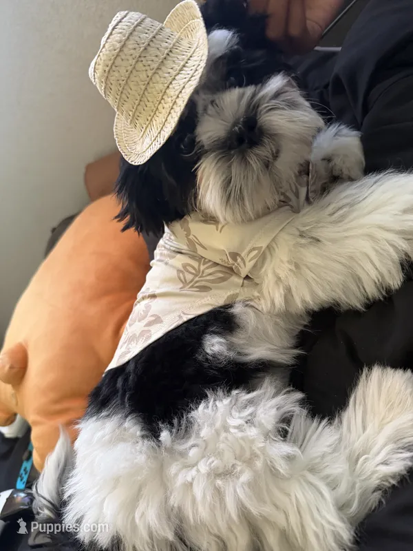 Tucker – Shih Tzu puppy for sale in North Las Vegas, NV