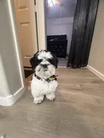 Tucker, a male Shih Tzu for sale in North Las Vegas, NV – 6 of 8