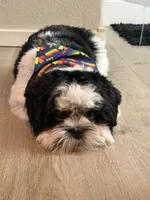 Tucker, a male Shih Tzu for sale in North Las Vegas, NV – 8 of 8
