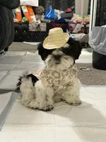 Tucker, a male Shih Tzu for sale in North Las Vegas, NV – 7 of 8