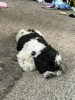 Tucker, a male Shih Tzu for sale in North Las Vegas, NV – 2 of 8