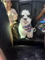 Tucker, a male Shih Tzu for sale in North Las Vegas, NV – 5 of 8