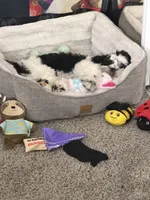 Tucker, a male Shih Tzu for sale in North Las Vegas, NV – 4 of 8