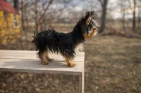 Akc Shorty, a male Yorkshire Terrier for sale in Daleville, IN – Photo 4 of 5