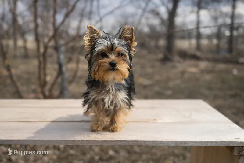 Akc Shorty, a male Yorkshire Terrier for sale in Daleville, IN – Photo 1 of 5