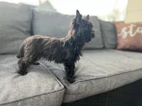 Gigi, a female Yorkshire Terrier for sale in Daleville, IN – Photo 2 of 2