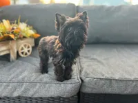 Gigi, a female Yorkshire Terrier for sale in Daleville, IN – Photo 1 of 2