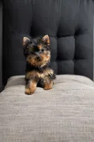 Sasha , a female Yorkshire Terrier for sale in Daleville, IN – Photo 2 of 2