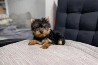 Sasha , a female Yorkshire Terrier for sale in Daleville, IN – Photo 1 of 2