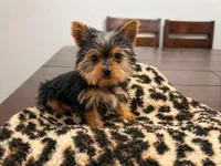 Yorkie, a female Yorkshire Terrier for sale in Daleville, IN – Photo 4 of 4