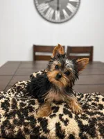 Yorkie, a female Yorkshire Terrier for sale in Daleville, IN – Photo 3 of 4
