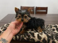 Yorkie, a female Yorkshire Terrier for sale in Daleville, IN – Photo 1 of 4
