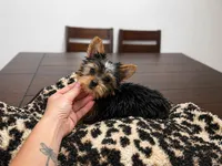 Yorkie, a female Yorkshire Terrier for sale in Daleville, IN – Photo 2 of 4