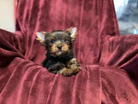 Akc Sophie, a female Yorkshire Terrier for sale in Daleville, IN – Photo 4 of 4