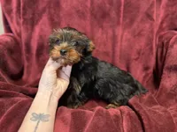 Akc Sophie, a female Yorkshire Terrier for sale in Daleville, IN – Photo 2 of 4