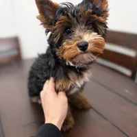 Max , a male Yorkshire Terrier for sale in Daleville, IN – Photo 2 of 2