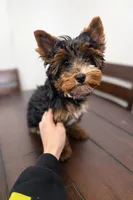 Max , a male Yorkshire Terrier for sale in Daleville, IN – Photo 2 of 2