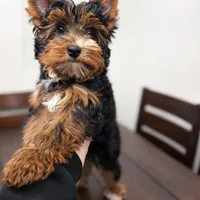 Max , a male Yorkshire Terrier for sale in Daleville, IN – Photo 1 of 2
