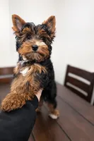 Max , a male Yorkshire Terrier for sale in Daleville, IN – Photo 1 of 2