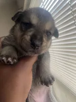 No name yet , a female American Pit Bull Terrier for sale in Champaign, IL – 2 of 6