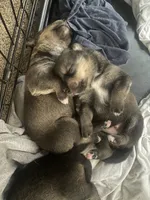 No name yet , a female American Pit Bull Terrier for sale in Champaign, IL – 4 of 6
