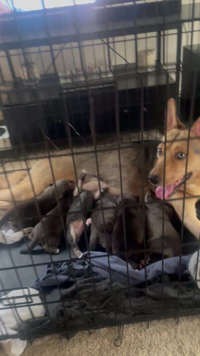 No name yet , a female American Pit Bull Terrier for sale in Champaign, IL – 6 of 6