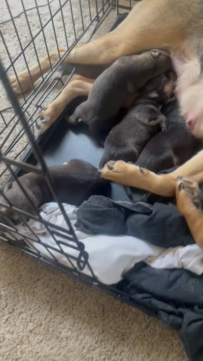No name yet , a female American Pit Bull Terrier for sale in Champaign, IL – 5 of 6