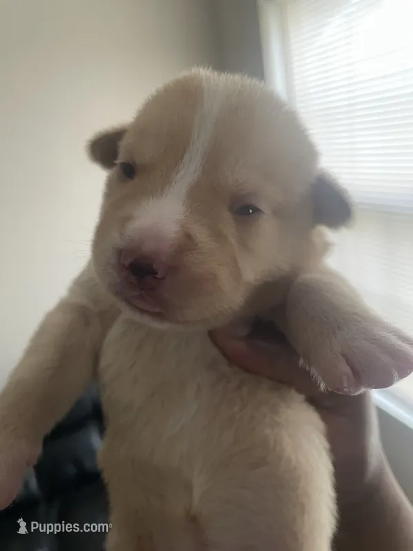 No name yet  – American Pit Bull Terrier puppy for sale in Champaign, IL