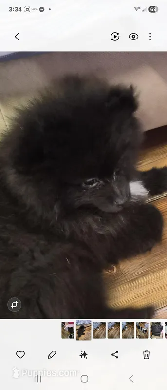 Cody Bear – Pomeranian puppy for sale in Sumter, SC