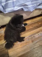 Cody Bear, a male Pomeranian for sale in Sumter, SC – Photo 5 of 5