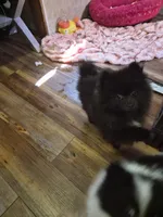 Cody Bear, a male Pomeranian for sale in Sumter, SC – Photo 4 of 5