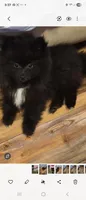 Oreo, a male Pomeranian for sale in Sumter, SC – Photo 4 of 10