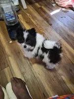 Oreo, a male Pomeranian for sale in Sumter, SC – Photo 10 of 10