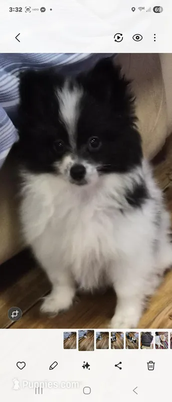 Oreo – Pomeranian puppy for sale in Sumter, SC
