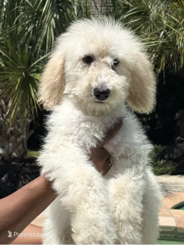 Cloud – Goldendoodle puppy for sale in Houston, TX